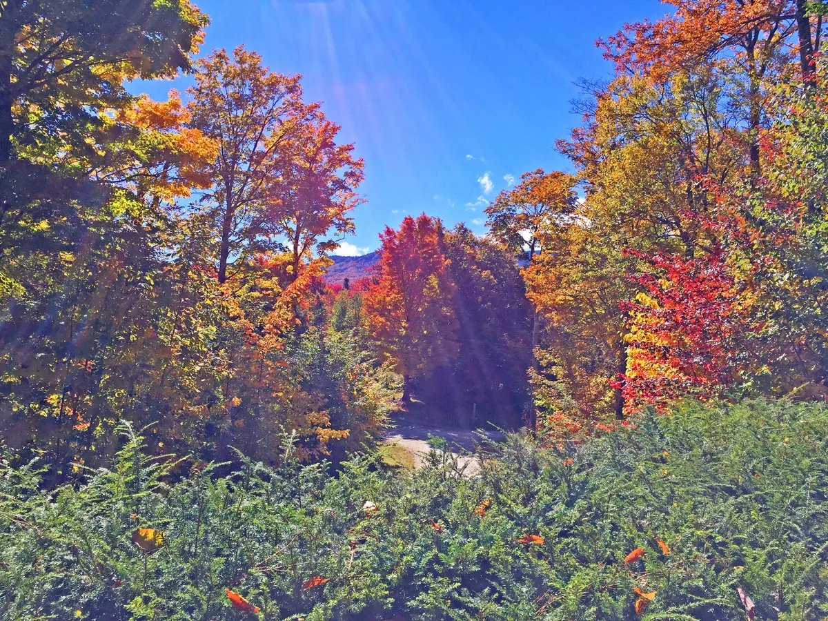 A sweeping landscape of Vermont’s vibrant autumn foliage, with a backdrop of distant mountains and a clear blue sky. The sunlight filters through the colorful trees, creating a scene that invites outdoor adventure and exploration.
